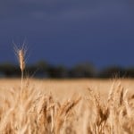 Tall ear of wheat above the crop