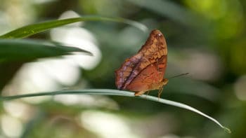 Butterfly on leaf_Renee Chanelle
